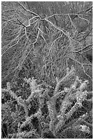 Cactus, Brittlebush flowers, and Palo Verde. Sonoran Desert National Monument, Arizona, USA ( black and white)