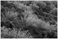 Shrubs and lava rocks. Sonoran Desert National Monument, Arizona, USA ( black and white)