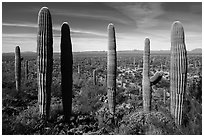 Cactus and Vekol Valley. Sonoran Desert National Monument, Arizona, USA ( black and white)