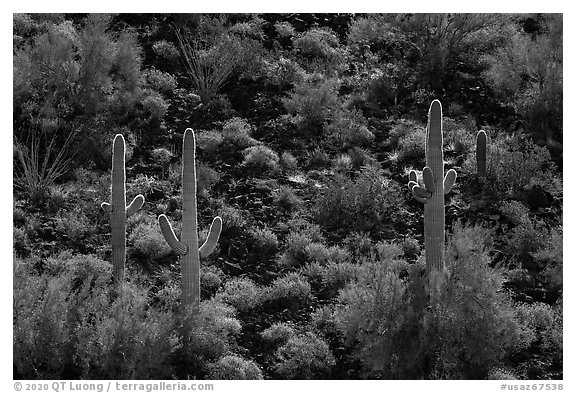 Volcanic rock slope with backlit saguaro and shrubs. Sonoran Desert National Monument, Arizona, USA (black and white)