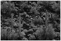 Volcanic rock slope with backlit saguaro and shrubs. Sonoran Desert National Monument, Arizona, USA ( black and white)