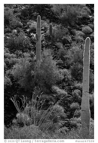 Ocotillo, Saguaro Cactus, and shrubs on slope. Sonoran Desert National Monument, Arizona, USA (black and white)