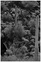 Ocotillo, Saguaro Cactus, and shrubs on slope. Sonoran Desert National Monument, Arizona, USA ( black and white)