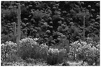Buckhorn Cholla Cactus, Saguaros, and lava slope with blooms. Sonoran Desert National Monument, Arizona, USA ( black and white)