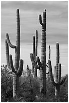 Group of multi-armed Saguaro cacti. Sonoran Desert National Monument, Arizona, USA ( black and white)