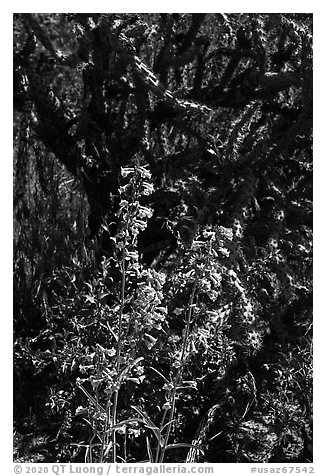 Pink flower and cactus. Sonoran Desert National Monument, Arizona, USA (black and white)