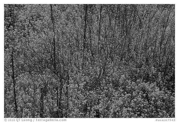 Carpet of yellow wildflowers with bare branches. Sonoran Desert National Monument, Arizona, USA (black and white)