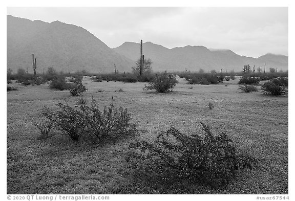 Short grasses and shurbs in rainy Margie Cove. Sonoran Desert National Monument, Arizona, USA (black and white)