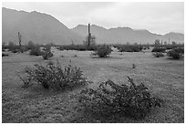 Short grasses and shurbs in rainy Margie Cove. Sonoran Desert National Monument, Arizona, USA ( black and white)