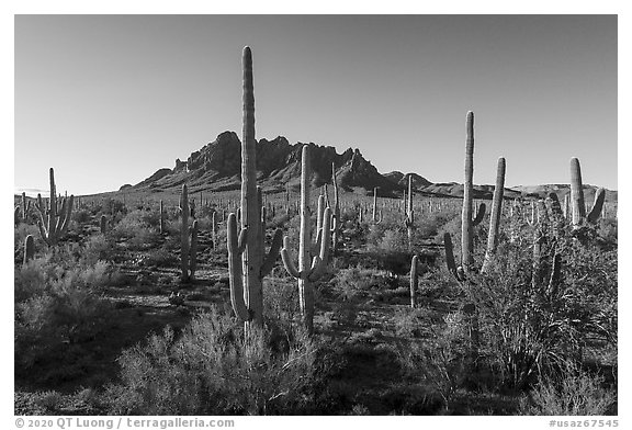 Saguaro cactus forest on Ragged Top North bajada. Ironwood Forest National Monument, Arizona, USA (black and white)