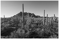Saguaro cactus forest on Ragged Top North bajada. Ironwood Forest National Monument, Arizona, USA ( black and white)