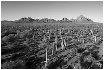 Aerial view of bajada with Silver Bell Mountains, Wolcott Peak, and Ragged Top in distance. Ironwood Forest National Monument, Arizona, USA ( black and white)