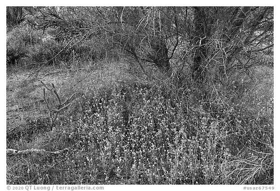 Wildflowers below Palo Verde. Ironwood Forest National Monument, Arizona, USA (black and white)