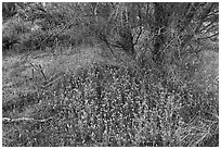 Wildflowers below Palo Verde. Ironwood Forest National Monument, Arizona, USA ( black and white)