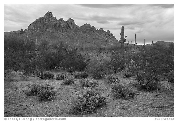 Shrubs and Ragged Top Mountain. Ironwood Forest National Monument, Arizona, USA (black and white)