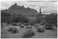 Shrubs and Ragged Top Mountain. Ironwood Forest National Monument, Arizona, USA ( black and white)