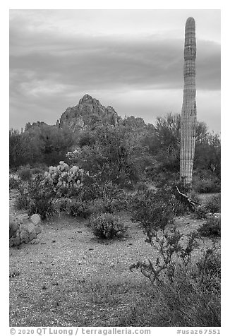 Annual wildflowers, cactus, and Ragged Top. Ironwood Forest National Monument, Arizona, USA