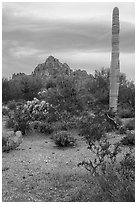 Annual wildflowers, cactus, and Ragged Top. Ironwood Forest National Monument, Arizona, USA ( black and white)