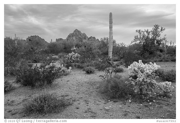 Desert floor in springtime and Ragged Top Mountain. Ironwood Forest National Monument, Arizona, USA (black and white)