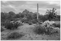 Desert floor in springtime and Ragged Top Mountain. Ironwood Forest National Monument, Arizona, USA ( black and white)