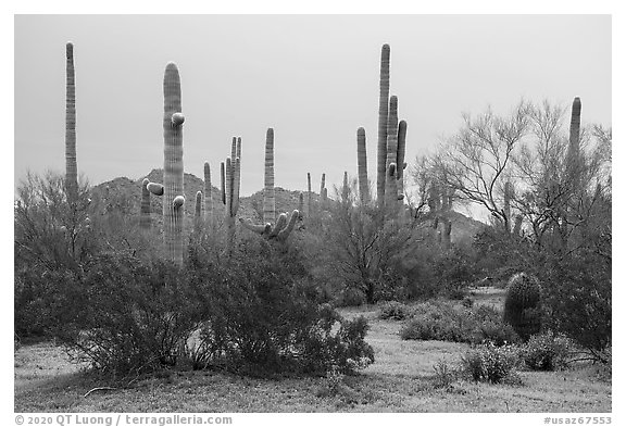 Creosote and saguaro cactus. Ironwood Forest National Monument, Arizona, USA (black and white)