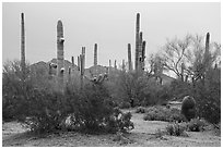 Creosote and saguaro cactus. Ironwood Forest National Monument, Arizona, USA ( black and white)