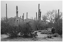 Creosote and saguaro cactus. Ironwood Forest National Monument, Arizona, USA ( black and white)