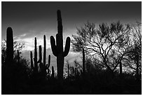 Sonoran desert vegetation silhouetted against stormy sky. Ironwood Forest National Monument, Arizona, USA ( black and white)