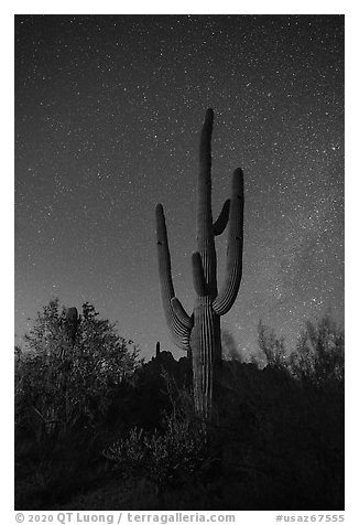 Saguaro cactus and stars at night. Ironwood Forest National Monument, Arizona, USA