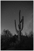 Saguaro cactus and stars at night. Ironwood Forest National Monument, Arizona, USA ( black and white)