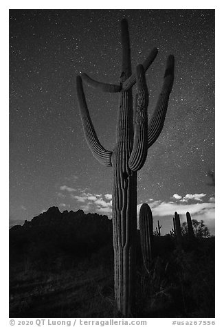 Saguaro cactus, Ragged Top profile, and starry sky. Ironwood Forest National Monument, Arizona, USA