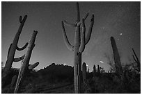 Saguaro cactus, Ragged Top, and starry sky at night. Ironwood Forest National Monument, Arizona, USA ( black and white)
