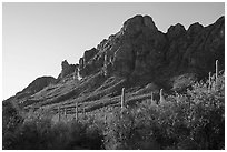 Dense Sonoran Desert vegetation below Ragged Peak. Ironwood Forest National Monument, Arizona, USA ( black and white)