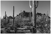Tall saguaro cactus framing Ragged top. Ironwood Forest National Monument, Arizona, USA ( black and white)