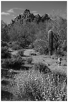 Desert wildflowers, palo verde, and Ragged top. Ironwood Forest National Monument, Arizona, USA ( black and white)