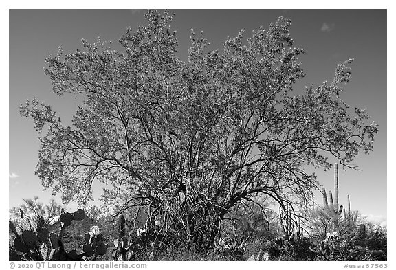 Ironwood tree and cactus. Ironwood Forest National Monument, Arizona, USA (black and white)
