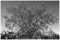 Ironwood tree and cactus. Ironwood Forest National Monument, Arizona, USA ( black and white)