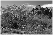 Ironwood tree and Ragged Top. Ironwood Forest National Monument, Arizona, USA ( black and white)
