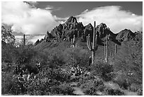 Cactus, Palo Verde, and Ragged Top Mountain. Ironwood Forest National Monument, Arizona, USA ( black and white)