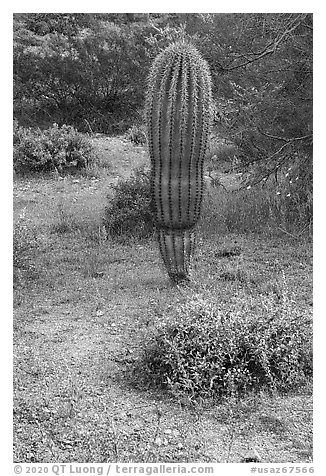 Lupine and young Saguaro cactus. Ironwood Forest National Monument, Arizona, USA (black and white)