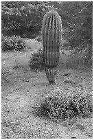 Lupine and young Saguaro cactus. Ironwood Forest National Monument, Arizona, USA ( black and white)