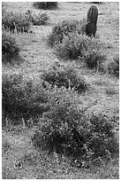 Lupine and shrubs. Ironwood Forest National Monument, Arizona, USA ( black and white)