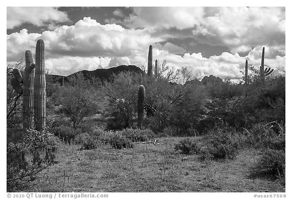 Desert floor with lupine and Quartzite Peak. Ironwood Forest National Monument, Arizona, USA