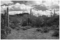 Desert floor with lupine and Quartzite Peak. Ironwood Forest National Monument, Arizona, USA ( black and white)