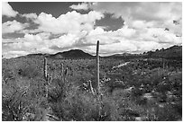 Saguaro forest and Quartzite Peak. Ironwood Forest National Monument, Arizona, USA ( black and white)