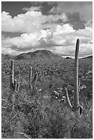 Bajada with cactus and Quartzite Peak. Ironwood Forest National Monument, Arizona, USA ( black and white)