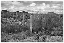 Brittlebush in bloom, cactus, and Palo Verde. Ironwood Forest National Monument, Arizona, USA ( black and white)