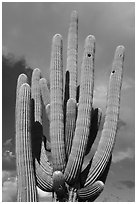 Multiple arms of saguaro cactus. Ironwood Forest National Monument, Arizona, USA ( black and white)