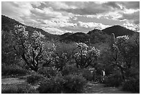 Cholla cactus and Cocoraque Butte. Ironwood Forest National Monument, Arizona, USA ( black and white)