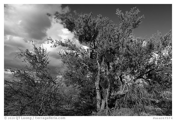 Desert Ironwood trees. Ironwood Forest National Monument, Arizona, USA (black and white)